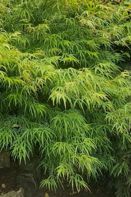 Villa Taranto Japanese Maple - 5 Gallon Pot 9 Villa Taranto Japanese Maple - 5 Gallon Pot - Image 9