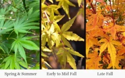 Wild Fire Coral Bark Japanese Maple - 3 Gallon Pot -OLALA Plant Shop acer palmatum wildfire 4