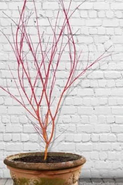 Wild Fire Coral Bark Japanese Maple - 3 Gallon Pot -OLALA Plant Shop acer palmatum wildfire 9