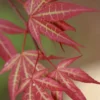 Yezo Nishiki Japanese Maple - 5 Gallon Pot (6-7')