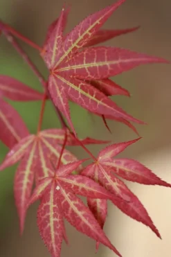 Yezo Nishiki Japanese Maple - 5 Gallon Pot (6-7')
