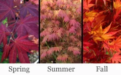 Yezo Nishiki Japanese Maple - 5 Gallon Pot (6-7') 16 Yezo Nishiki Japanese Maple - 5 Gallon Pot (6-7') -OLALA Plant Shop acer palmatum yezo nishiki japanese maple 14