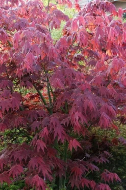 Yezo Nishiki Japanese Maple - 5 Gallon Pot (6-7') 17 Yezo Nishiki Japanese Maple - 5 Gallon Pot (6-7') -OLALA Plant Shop acer palmatum yezo nishiki japanese maple 5