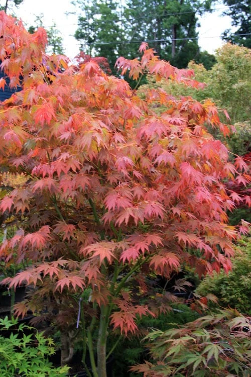 Yezo Nishiki Japanese Maple - 5 Gallon Pot (6-7') 9 Yezo Nishiki Japanese Maple - 5 Gallon Pot (6-7') - Image 9
