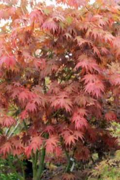 Yezo Nishiki Japanese Maple - 5 Gallon Pot (6-7') 22 Yezo Nishiki Japanese Maple - 5 Gallon Pot (6-7') -OLALA Plant Shop acer palmatum yezo nishiki japanese maple 7