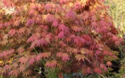 Yezo Nishiki Japanese Maple - 5 Gallon Pot (6-7') 23 Yezo Nishiki Japanese Maple - 5 Gallon Pot (6-7') -OLALA Plant Shop acer palmatum yezo nishiki japanese maple 8