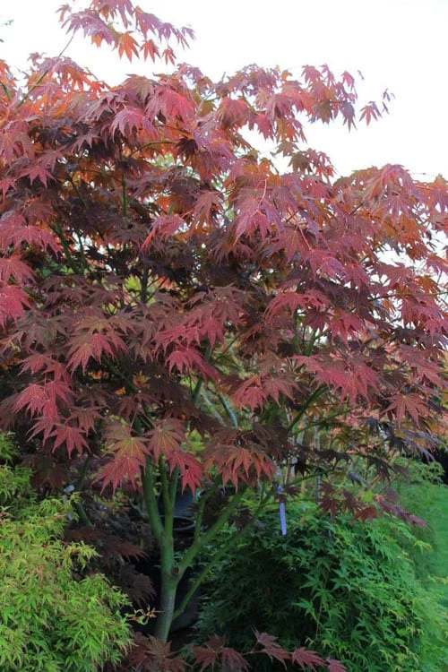 Yezo Nishiki Japanese Maple - 5 Gallon Pot (6-7') 7 Yezo Nishiki Japanese Maple - 5 Gallon Pot (6-7') - Image 7