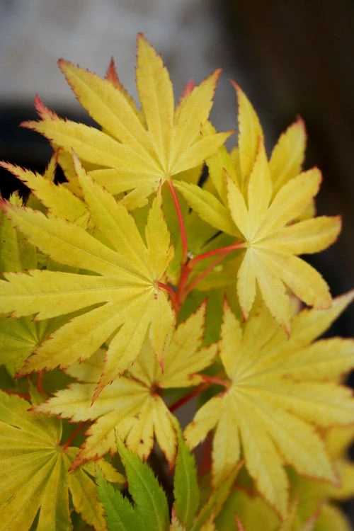 Jordan Golden Full Moon Japanese Maple - 3 Gallon Pot 5 Jordan Golden Full Moon Japanese Maple - 3 Gallon Pot - Image 5