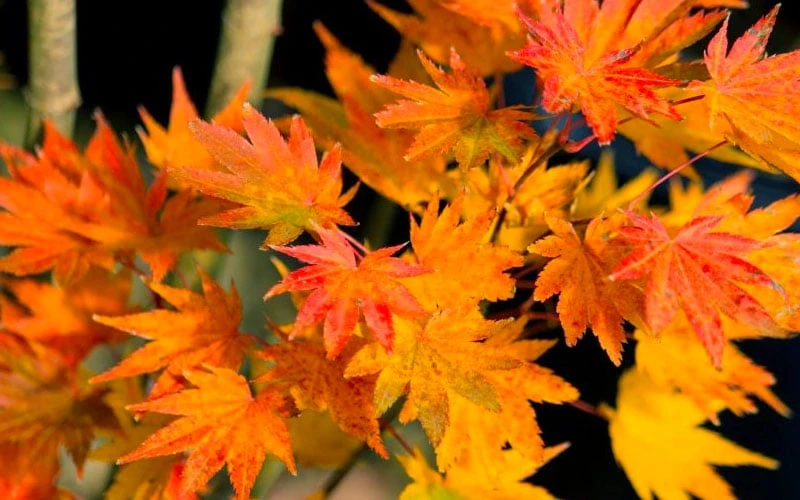 Jordan Golden Full Moon Japanese Maple - 3 Gallon Pot 6 Jordan Golden Full Moon Japanese Maple - 3 Gallon Pot - Image 6