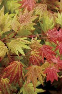 Moonrise Full Moon Japanese Maple - 3 Gallon Pot -OLALA Plant Shop acer shirasawanum moonrise full moon janese maple 2