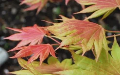 Moonrise Full Moon Japanese Maple - 3 Gallon Pot -OLALA Plant Shop acer shirasawanum moonrise full moon janese maple 3