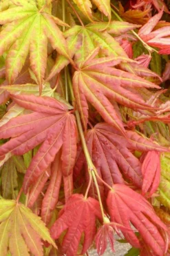 Moonrise Full Moon Japanese Maple - 3 Gallon Pot -OLALA Plant Shop acer shirasawanum moonrise janese maple 1
