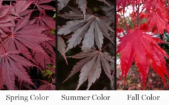 Yasemin Full Moon Japanese Maple - 5 Gallon Pot -OLALA Plant Shop acer shirasawanum yasemin full moon japanese maple 10