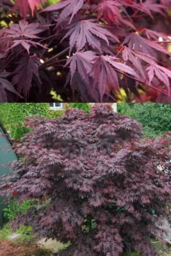 Yasemin Full Moon Japanese Maple - 5 Gallon Pot -OLALA Plant Shop acer shirasawanum yasemin full moon japanese maple 5