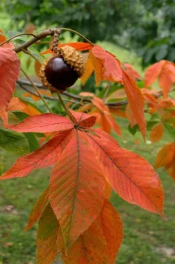 Ohio Buckeye (Aesculus Glabra) - 3 Gallon Pot 19 Ohio Buckeye (Aesculus Glabra) - 3 Gallon Pot -OLALA Plant Shop aesculus glabra ohio buckeye 11