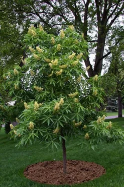 Ohio Buckeye (Aesculus Glabra) - 3 Gallon Pot 15 Ohio Buckeye (Aesculus Glabra) - 3 Gallon Pot -OLALA Plant Shop aesculus glabra ohio buckeye 12