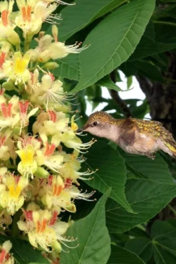 Ohio Buckeye (Aesculus Glabra) - 3 Gallon Pot 14 Ohio Buckeye (Aesculus Glabra) - 3 Gallon Pot -OLALA Plant Shop aesculus glabra ohio buckeye 6