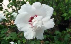 Morning Star Rose Of Sharon (Althea) - Hibiscus Syriacus - 3 Gallon Pot -OLALA Plant Shop altheamorningstar