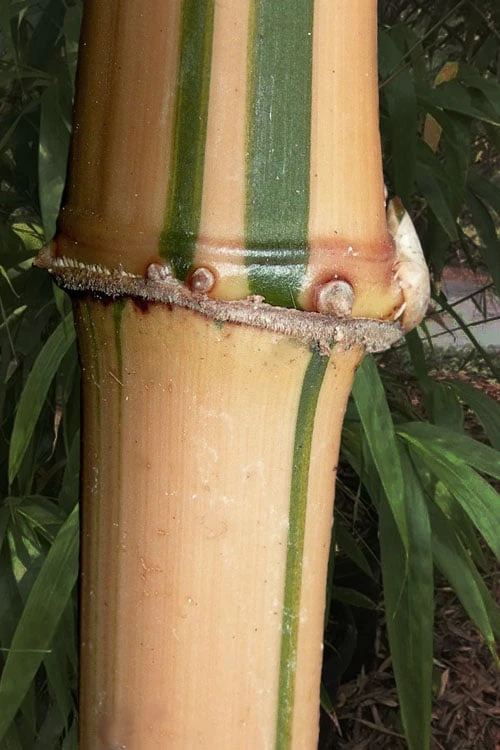 Golden Square Stem Bamboo (Chimonobambusa Quadrangularis 'Suow') - 5 Gallon Pot 1 Golden Square Stem Bamboo (Chimonobambusa Quadrangularis 'Suow') - 5 Gallon Pot