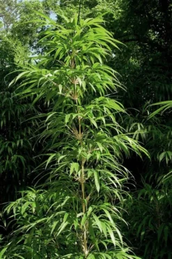 Golden Square Stem Bamboo (Chimonobambusa Quadrangularis 'Suow') - 3 Gallon Pot 13 Golden Square Stem Bamboo (Chimonobambusa Quadrangularis 'Suow') - 3 Gallon Pot -OLALA Plant Shop bamboo golden square stem 6