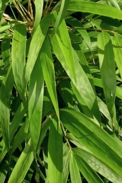 Golden Square Stem Bamboo (Chimonobambusa Quadrangularis 'Suow') - 5 Gallon Pot 14 Golden Square Stem Bamboo (Chimonobambusa Quadrangularis 'Suow') - 5 Gallon Pot -OLALA Plant Shop bamboo golden square stem 7 1