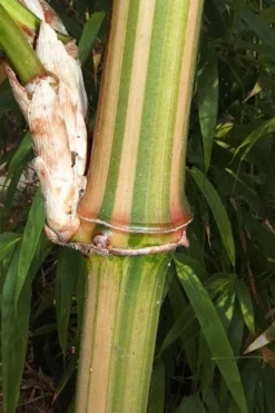 Golden Square Stem Bamboo (Chimonobambusa Quadrangularis 'Suow') - 5 Gallon Pot 12 Golden Square Stem Bamboo (Chimonobambusa Quadrangularis 'Suow') - 5 Gallon Pot -OLALA Plant Shop bamboo golden square stem 9 1