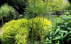 Dwarf Golden Leaf Bamboo - Pleioblastus Viridistriatus 'Chrysophyllus' - 3 Gallon Pot 7 Dwarf Golden Leaf Bamboo - Pleioblastus Viridistriatus 'Chrysophyllus' - 3 Gallon Pot -OLALA Plant Shop bamboo green stripe 3 2