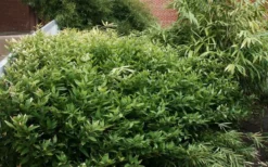 Ruscus Bamboo (Shibataea Kumasaca) - 1 Gallon Pot -OLALA Plant Shop bamboo ruscus 21