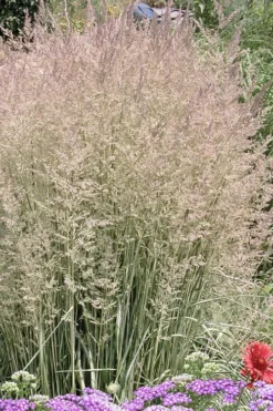 Avalanche Feather Reed Grass (Calamagrostis) - 3 Gallon Pot -OLALA Plant Shop calamagrostis x acutiflora avalanche feather reed grass 4