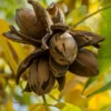 Hardy Pecan Tree (Carya Illinoinensis) - 6 Pack Of 1 Gallon Pots