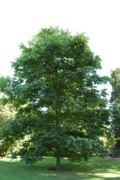 Hardy Pecan Tree (Carya Illinoinensis) - 6 Pack Of 1 Gallon Pots -OLALA Plant Shop carya illinionensis hardy pecan 2