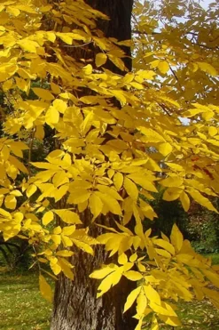 Hardy Pecan Tree (Carya Illinoinensis) - 6 Pack Of 1 Gallon Pots -OLALA Plant Shop carya illinionensis hardy pecan fall leaf color 4