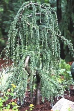 Serpentine Weeping Blue Atlas Cedar - 3 Gallon Pot -OLALA Plant Shop ceadr blue atlas serpentine 1