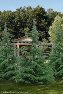 Deodar Cedar - 5 Gallon Pot (4-5') 11 Deodar Cedar - 5 Gallon Pot (4-5') -OLALA Plant Shop cedar deodar 24 3