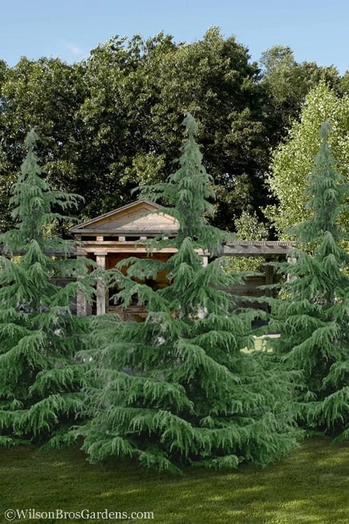 Deodar Cedar - 5 Gallon Pot (4-5') 4 Deodar Cedar - 5 Gallon Pot (4-5') - Image 4