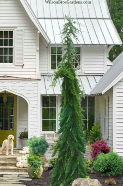 Miles High Weeping Deodar Cedar - 3 Gallon Pot