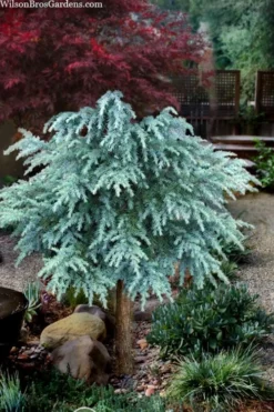 Divinely Blue Deodar Cedar Tree (Single Trunk Topiary) - 5 Gallon Pot