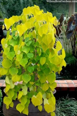 Golden Falls Weeping Redbud Tree - 3 Gallon Pot (3-4')
