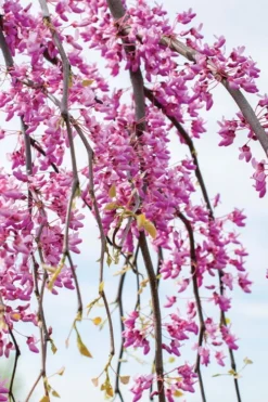 Golden Falls Weeping Redbud Tree - 3 Gallon Pot (4-5') -OLALA Plant Shop cercis canadensis golden falls weeping redbud 4