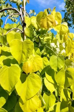 Golden Falls Weeping Redbud Tree - 3 Gallon Pot (3-4') -OLALA Plant Shop cercis canadensis golden falls weeping redbud 5 1