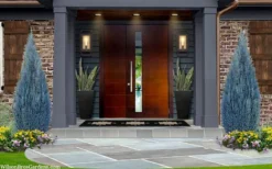 Blue Surprise Lawson Cypress (Chamaecyparis Lawsoniana) - 2 Gallon Pot -OLALA Plant Shop chamaecyparis lawsoniana blue surprise lawson cypress 12