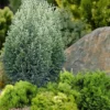 Snow White Lawson's Cypress (Chamaecyparis Lawsoniana) - 5 Gallon Pot