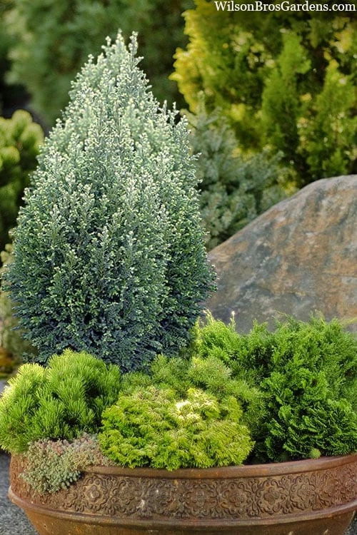 Snow White Lawson's Cypress (Chamaecyparis Lawsoniana) - 2 Gallon Pot 1 Snow White Lawson's Cypress (Chamaecyparis Lawsoniana) - 2 Gallon Pot