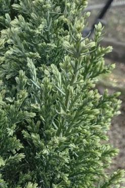 Snow White Lawson's Cypress (Chamaecyparis Lawsoniana) - 2 Gallon Pot 9 Snow White Lawson's Cypress (Chamaecyparis Lawsoniana) - 2 Gallon Pot -OLALA Plant Shop chamaecyparis obtusa blue feathers hinoki cypress 3