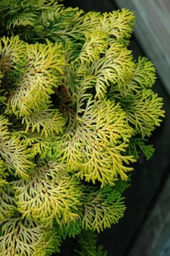 Confucius Golden Hinoki Cypress (Chamaecyparis Obtusa) - 1 Gallon Pot -OLALA Plant Shop chamaecyparis obtusa confucius golden hinoki cypress 1