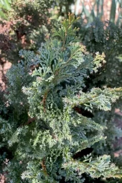 Gimborn Beauty Hinoki Cypress - 7 Gallon Pot -OLALA Plant Shop chamaecyparis obtusa gimborn beauty hinoki cypress 1