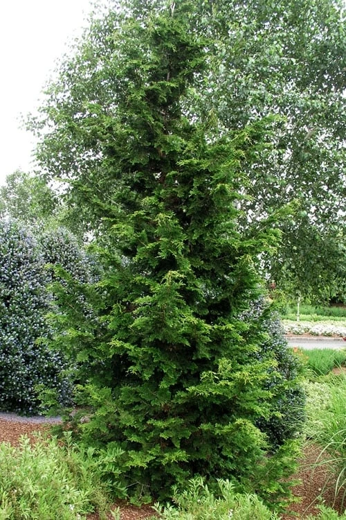 Slender Hinoki Cypress - 3 Gallon Pot (3-4') 3 Slender Hinoki Cypress - 3 Gallon Pot (3-4') - Image 3
