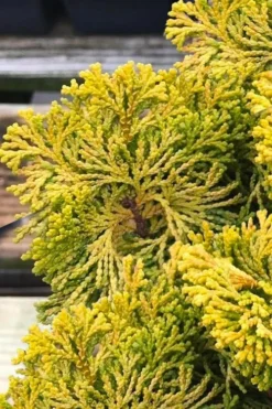 Golden Dwarf Hinoki Cypress - Chamaecyparis Obtusa 'Nana Lutea' - 1 Gallon Pot -OLALA Plant Shop chamaecyparis obtusa nana lutea 103