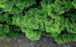 Tempelhof Hinoki Cypress - 3 Gallon Pot -OLALA Plant Shop chamaecyparis obtusa tempelhof hinoki cypress 100