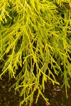 Gold Mop Threadleaf Cypress - 6 Pack Of 1 Gallon Pots -OLALA Plant Shop chamaecyparis pisifera gold mop cypress 102